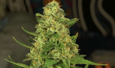 Illinois Action Center: Major Cannabis Reform Could Move Forward in Illinois Under HB 5784
