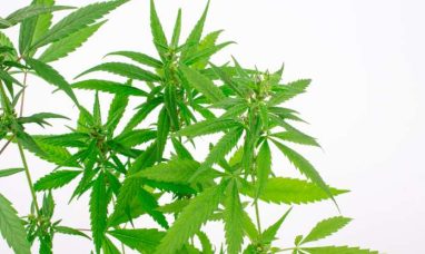 Federal Ruling Confirms STIIIZY Products Do Not Infringe PAX Patents
