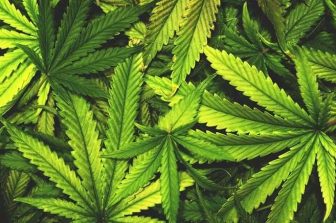cbdMD Sets a New Safety Standard for Broad Spectrum CBD With Self-Affirmed GRAS Determination