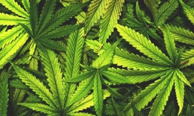 cbdMD Sets a New Safety Standard for Broad Spectrum CBD With Self-Affirmed GRAS Determination