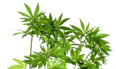 Curaleaf First to Secure Registration for Standardized Cannabis Preparations in Spain
