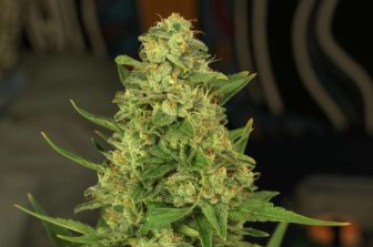 High Tide to Open New Canna Cabana in Ottawa, Ontario