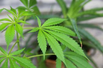 AWH Files DEA Registration Applications for State-Licensed Medical Cannabis Operations